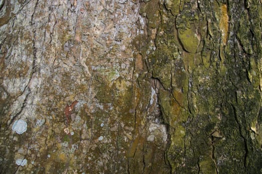 The textured background of old Big tree bark Covered small green Moss