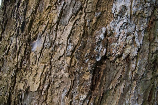 The textured background of old Big tree bark
