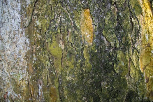 The textured background of old Big tree bark Covered small green Moss