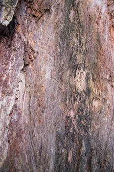 The textured background of old dead dry Big tree without bark