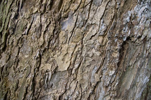 The textured background of old Big tree bark