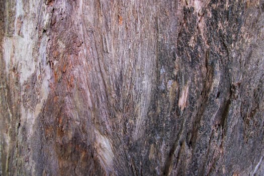 The textured background of old dead dry Big tree without bark
