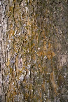 The textured background of old Big tree bark Covered small green Moss