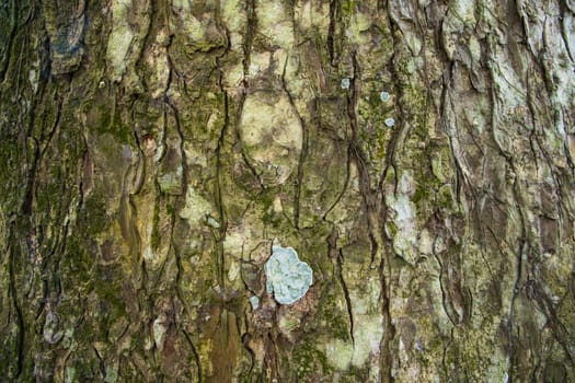 The textured background of old Big tree bark Covered small green Moss