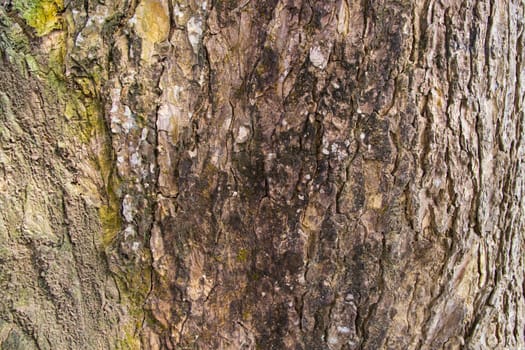 The textured background of old Big tree bark
