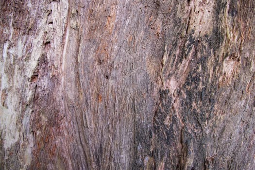 The textured background of old dead dry Big tree without bark