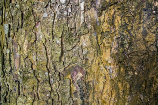 The textured background of old Big tree bark Covered small green Moss