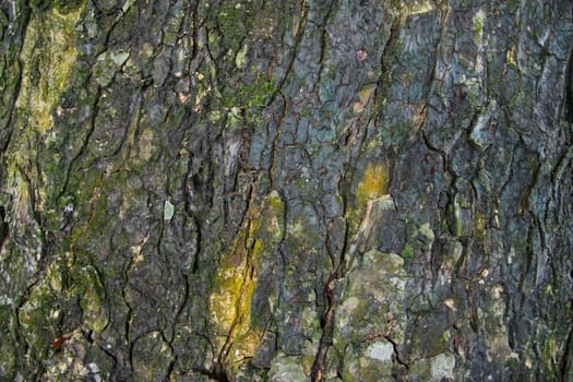The textured background of old Big tree bark Covered small green Moss
