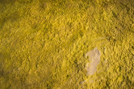 Yellow moss Texture Abstract  Background. Natural Background Texture