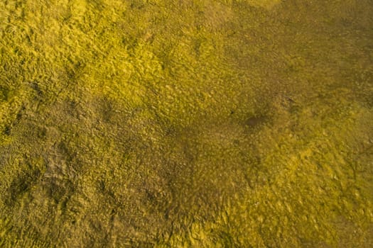 Water-wet yellows moss Texture Background. Natural Background Texture