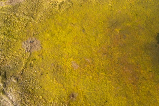 Water-wet yellows moss Texture Background. Natural Background Texture