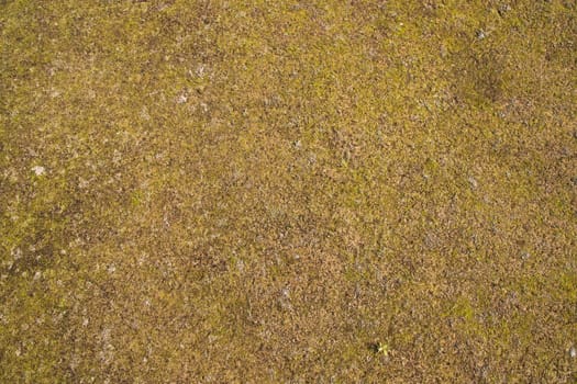 Yellow moss Texture Abstract  Background. Natural Background Texture