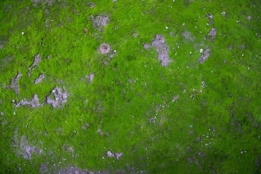 Moss on the Soil Texture. Natural abstract background. Green moss color texture