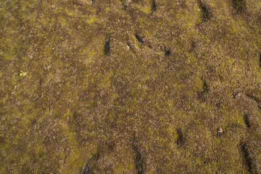 Yellow moss Texture Abstract  Background. Natural Background Texture