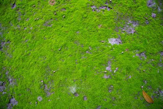 Moss on the Soil Texture. Natural abstract background. Green moss color texture