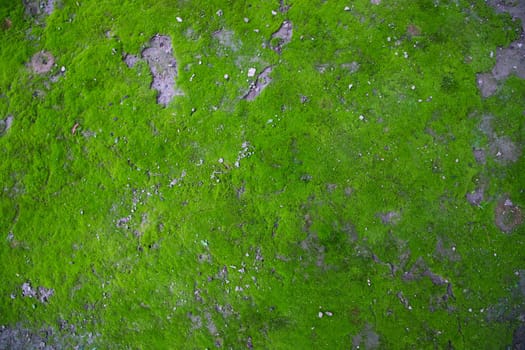 Moss on the Soil Texture. Natural abstract background. Green moss color texture