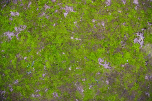 Moss on the Soil Texture. Natural abstract background. Green moss color texture