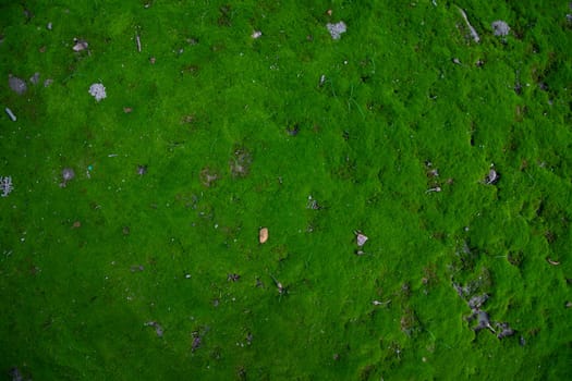 Moss on the Soil Texture. Natural abstract background. Green moss color texture