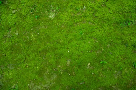 Moss on the Soil Texture. Natural abstract background. Green moss color texture