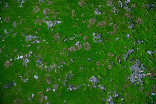 Moss on the Soil Texture. Natural abstract background. Green moss color texture