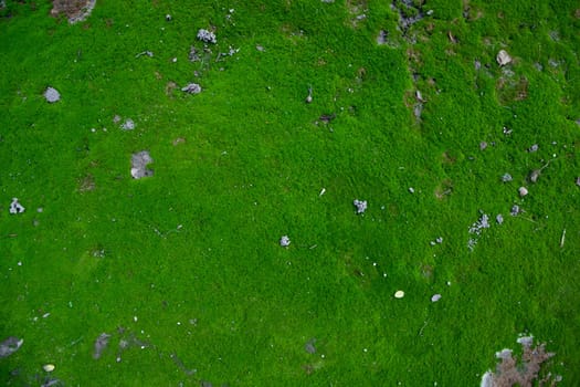 Moss on the Soil Texture. Natural abstract background. Green moss color texture