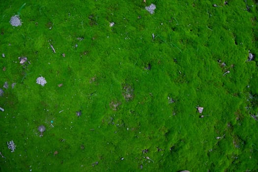 Moss on the Soil Texture. Natural abstract background. Green moss color texture