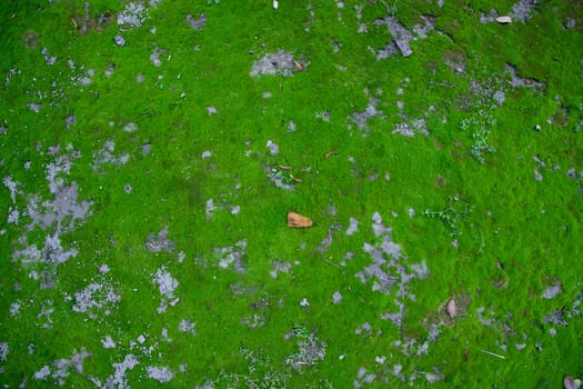 Moss on the Soil Texture. Natural abstract background. Green moss color texture