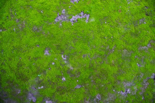 Moss on the Soil Texture. Natural abstract background. Green moss color texture