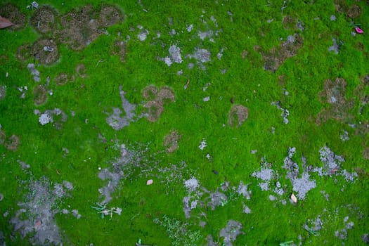 Moss on the Soil Texture. Natural abstract background. Green moss color texture