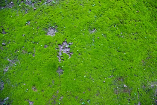 Moss on the Soil Texture. Natural abstract background. Green moss color texture