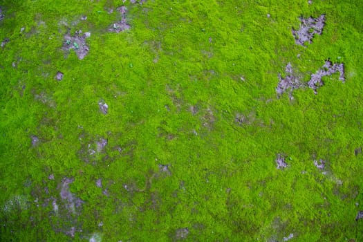 Moss on the Soil Texture. Natural abstract background. Green moss color texture