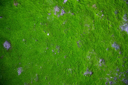 Moss on the Soil Texture. Natural abstract background. Green moss color texture