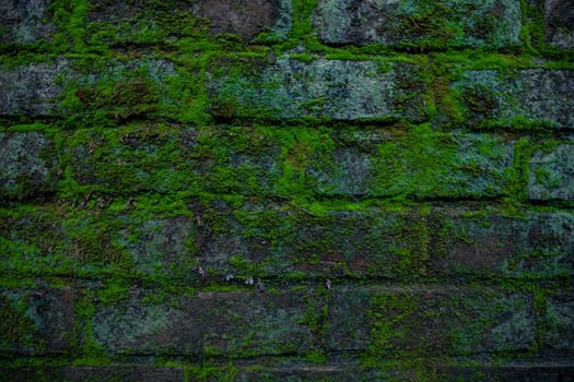 Green moss on the old brick wall has an abstract background texture