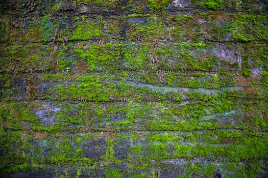 Green moss on the old brick wall has an abstract background texture