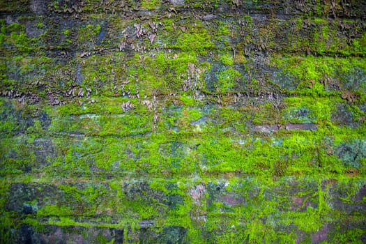 Green moss on the old brick wall has an abstract background texture