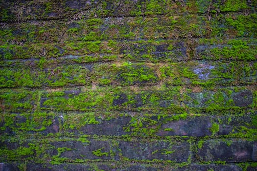 Green moss on the old brick wall has an abstract background texture
