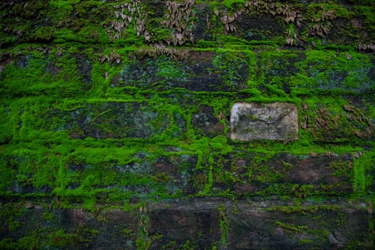 Green moss on the old brick wall has an abstract background texture