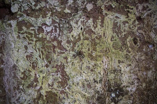 Fungi Green Moss Texture abstract background concrete wall. Rusty, Grungy, Gritty Vintage Background