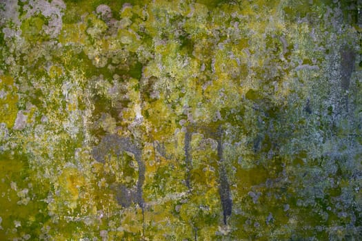 Fungi Green Moss Texture abstract background wall . Rusty, Grungy, Gritty Vintage Background