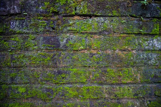 Green moss on the old brick wall has an abstract background texture