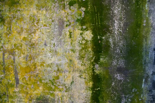 Fungi Green Moss Texture abstract background wall . Rusty, Grungy, Gritty Vintage Background