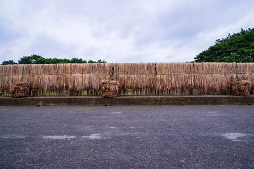 Golden wet raw jute fiber hanging under the sunlight for drying
