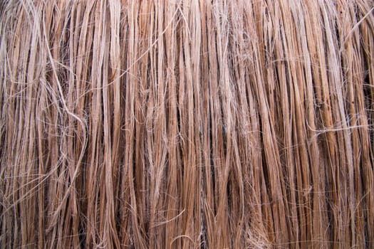 Golden wet raw jute fiber hanging under the sunlight for drying. Golden jute fiber texture background