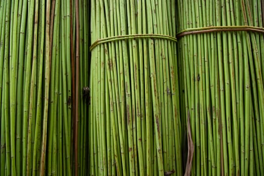 Green Raw Jute Texture background. This is the Called Golden Fiber in Bangladesh