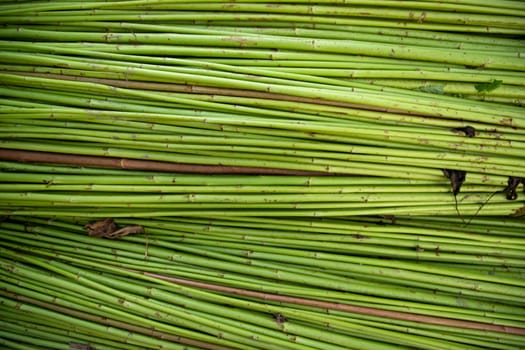 Green Raw Jute Texture background. This is the Called Golden Fiber in Bangladesh