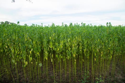 Green jute Plantation field.  Raw Jute plant Texture background. This is the Called Golden Fiber in Bangladesh