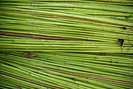 Green Raw Jute Texture background. This is the Called Golden Fiber in Bangladesh