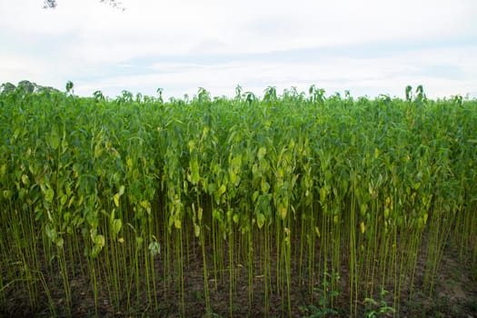 Green jute Plantation field.  Raw Jute plant Texture background. This is the Called Golden Fiber in Bangladesh