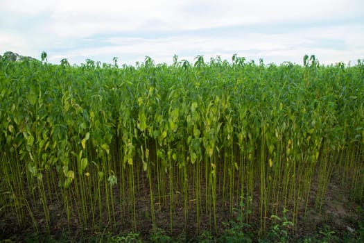 Green jute Plantation field.  Raw Jute plant Texture background. This is the Called Golden Fiber in Bangladesh