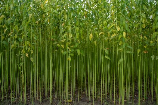 Green jute Plantation field.  Raw Jute plant Texture background. This is the Called Golden Fiber in Bangladesh